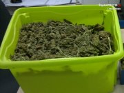 zabezpieczona marihuana przez policjantów z Kłomnic