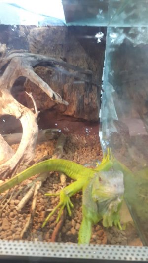 kameleon w terrarium