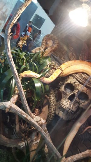 węże w terrarium