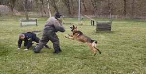 Policyjny przewodnik psa służbowego symuluje upadek, który spowodował napastnik w specjalnym kombinezonie, pies atakuje napastnika broniąc policjanta