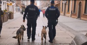 dwaj policjanci w trakcie patrolu z psami służbowymi