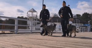 dwaj Policjanci w trakcie patrolu z psami służbowymi