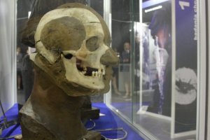 W gablocie stoiska policyjnego prezentowana czaszka ludzka w ułożeniu bocznym dzięki systemowi do identyfikacji osób na podstawie biometrii twarzy.