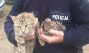 Policjant trzyma uratowane kocięta