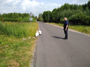 policjant pomaga łabędziom dotrzeć do wody