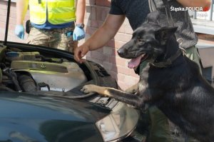 policyjny pies szuka narkotyków w samochodzie