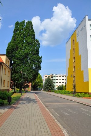 Dęby szypułkowe widok od strony budynku sztabowego.