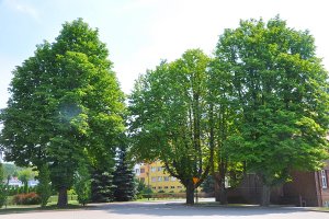 Kasztanowce Baumana na głównym placu apelowym.