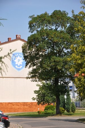 Drzewo przy boisku do piłki plażowej.