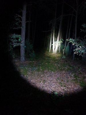 las oświetlony przez latarkę