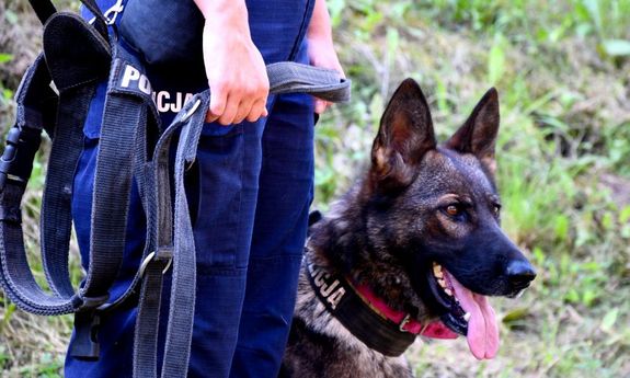 policjant z policyjny psem służbowym, który waruje