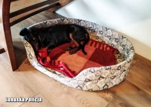 pies leżący w kojcu