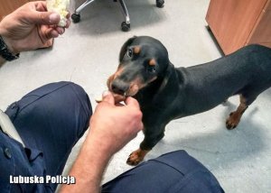 pies z policjantem