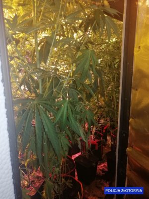 marihuana w doniczkach na plantacji