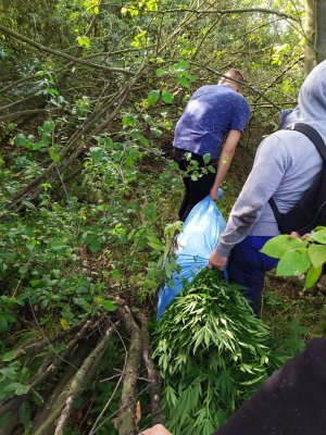 dwaj policjanci po cywilnemu niosą zabezpieczone krzaki konopi