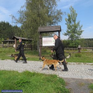 Psy policyjne z przewodnikami podczas zadania tropienia śladów