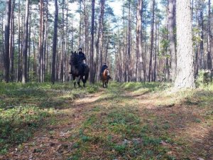 jeźdźcy na koniach biorą udział w poszukiwaniach w terenie leśnym