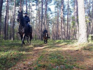 jeźdźcy na koniach biorą udział w poszukiwaniach w terenie leśnym