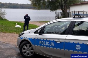 Łabędź, policjant i radiowóz.