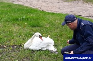 Łabędź i policjant
