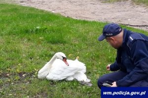 Łabędź i policjant