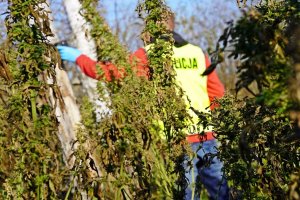 Technik zabezpieczający znalezione krzewy konopi