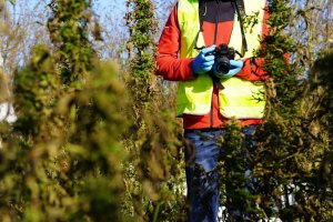 Technik zabezpieczający znalezione krzewy konopi