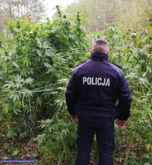 Policjant na tle zabezpieczonej plantacji