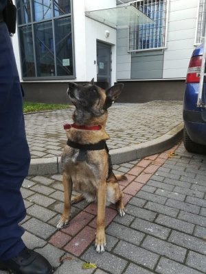 Policyjny pies - owczarek belgijski