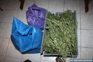 zabezpieczona marihuana