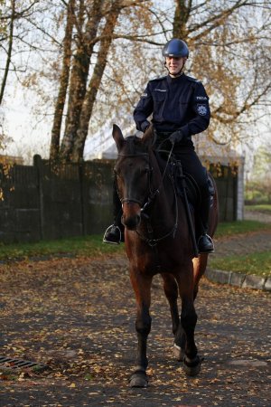 policjant na koniu