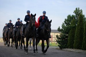 policjanci na koniach