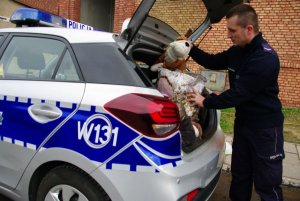 Policjant pakujący misie do bagażnika radiowozu