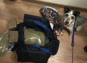 torba z narkotykami, obok siedzi pies tropiący