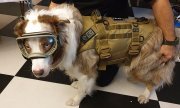 Pies, owczarek australijski, w googlach ochronnych i kamizelce taktycznej.
