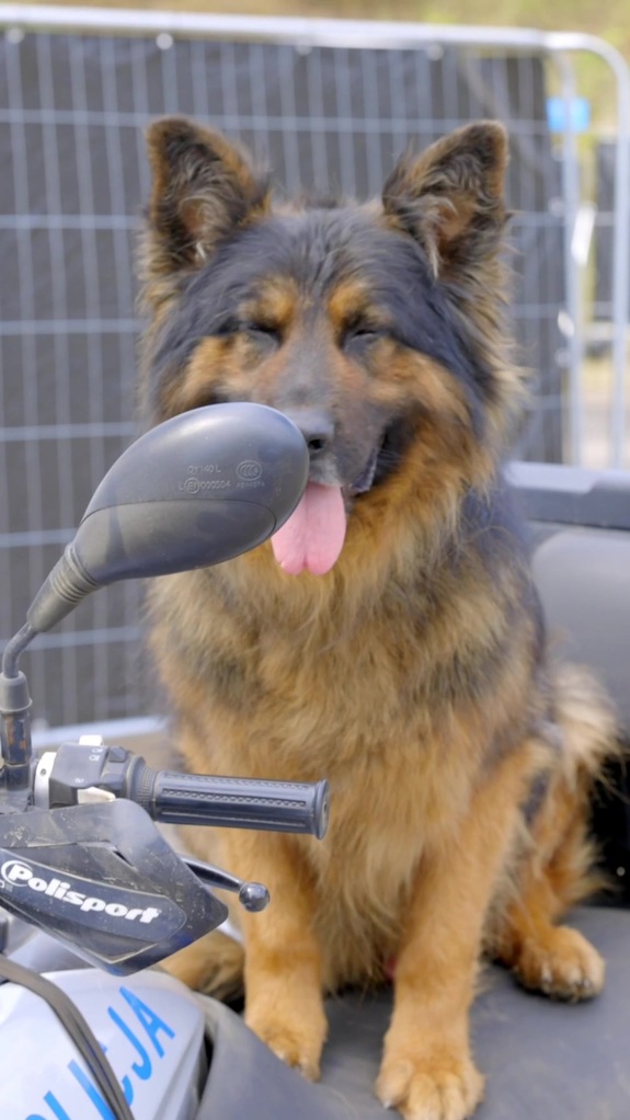 Pies na siedzeniu policyjnego motocykla.