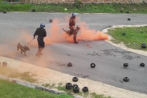 W trakcie ćwiczeń zaprezentowano także wykorzystanie psów służbowych.