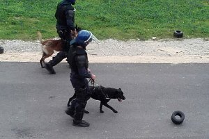 Psy służbowe portugalskiej Policji.
