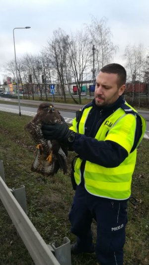 Policjant z myszołowem w rękach