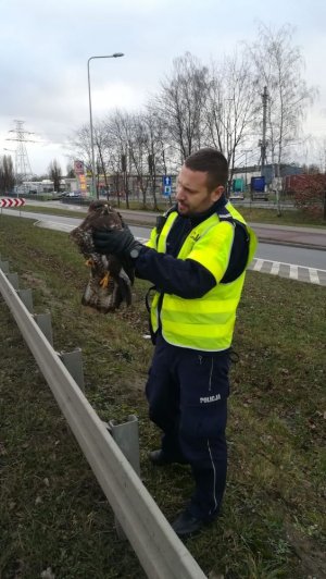 Policjant z myszołowem w rękach