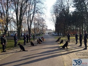 podczas szkolenia psów policyjnych przewodnicy z psami ćwiczą w terenie