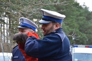 Policjanci wypuszczają myszołowa