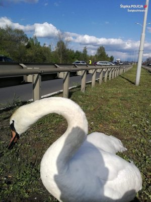 Łabądź na pasie zieleni