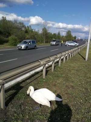 Łabądź na pasie zieleni