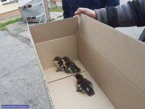 Uratowane trzy dzikie kaczątka w kartonie