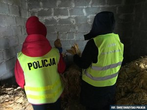 Policjanci zabezpieczają tytoń