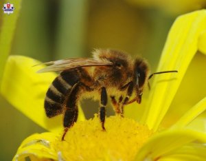 pszczoła siedzi na kwiecie