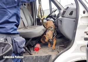 Przewodnik z psem tropiącym w przeszukaniu auta