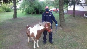 Policjant z kucykiem