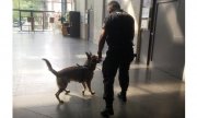 6 Przewodnik z psem służbowym w trakcie szkolenia